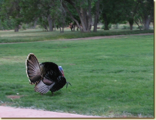 Click for a larger, higher-resolution version