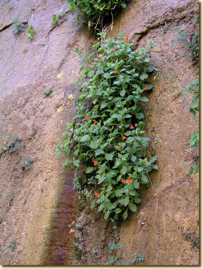 Click for a larger, higher-resolution version