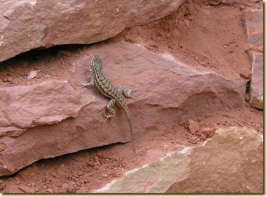 Click for a larger, higher-resolution version