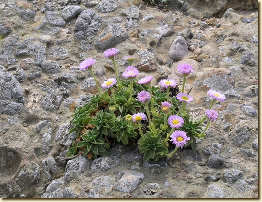 Click for a larger, higher-resolution version