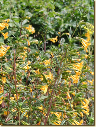 Click for a larger, higher-resolution version